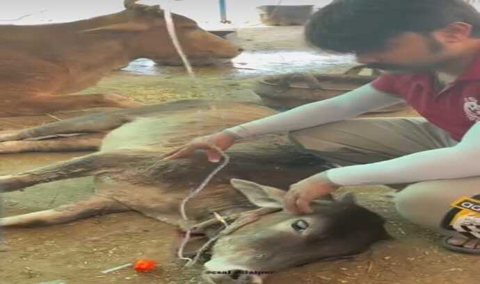 गौ चिकित्सा सहायता